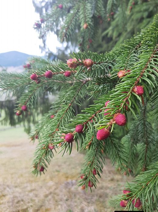 Від власника земельна ділянка під забудову!