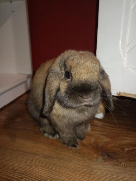 Króliczek mini lop