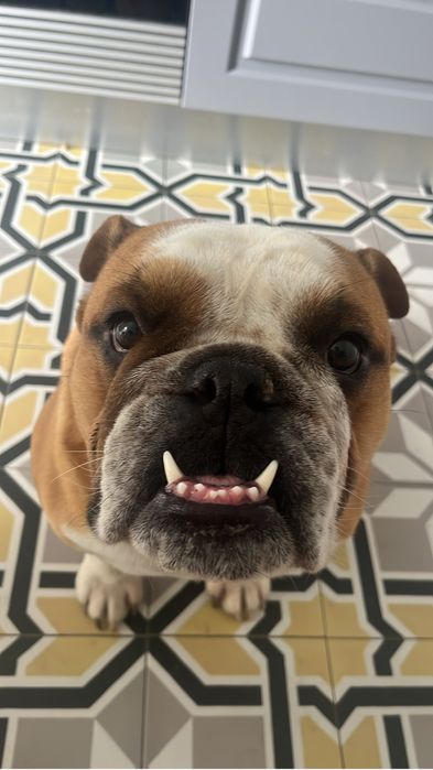 Bulldog Inglês -  Com LOP