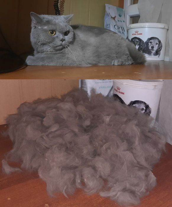 Грумер.стрижка животных.кроликов.груминг.услуги для животных вычёсыван