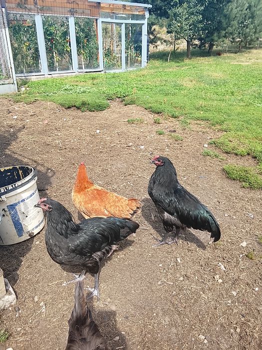 Kura australorp młode
