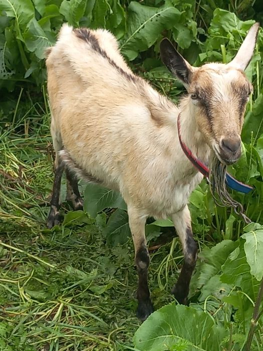 Koza mleczna kuzka