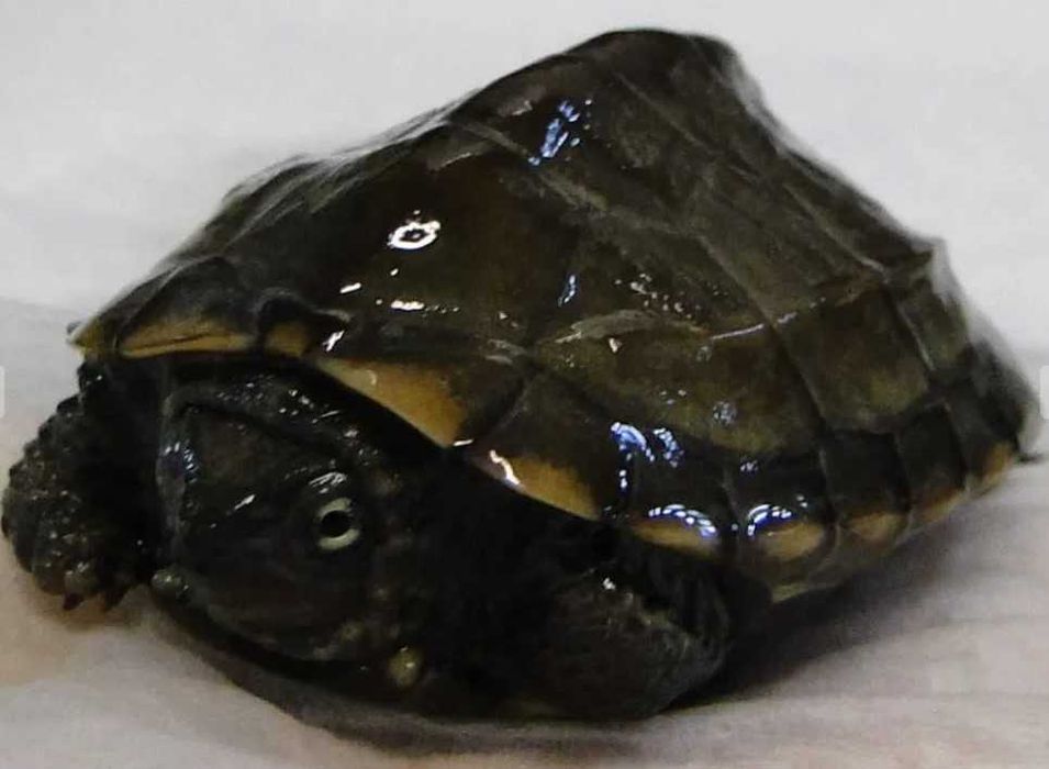 żółw  chiński  znów dostępne