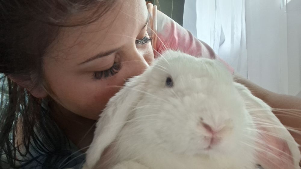 Króliś rasy mini lop
