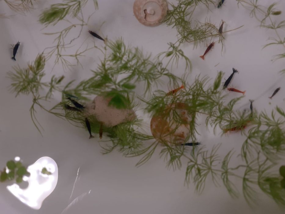 Krewetki Neocaridina - Mix kolorów