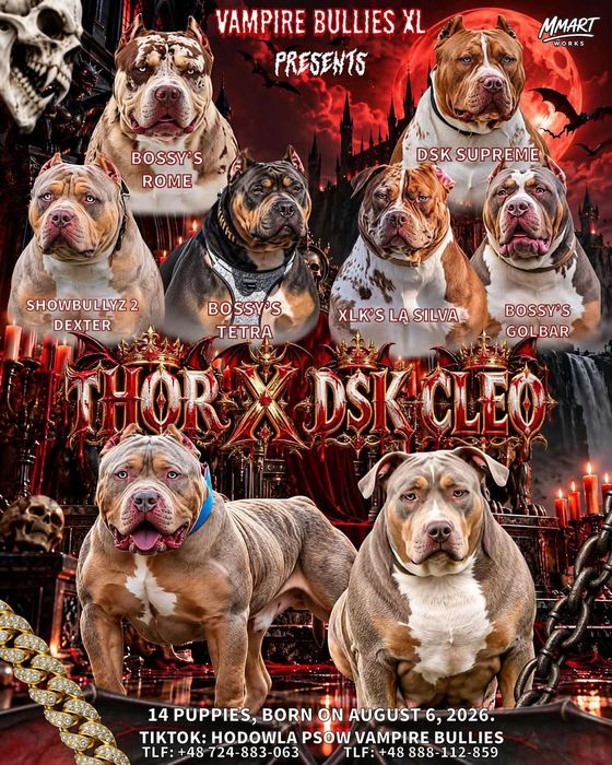 American Bully xl Lilac tri pies po Bbk s Thor