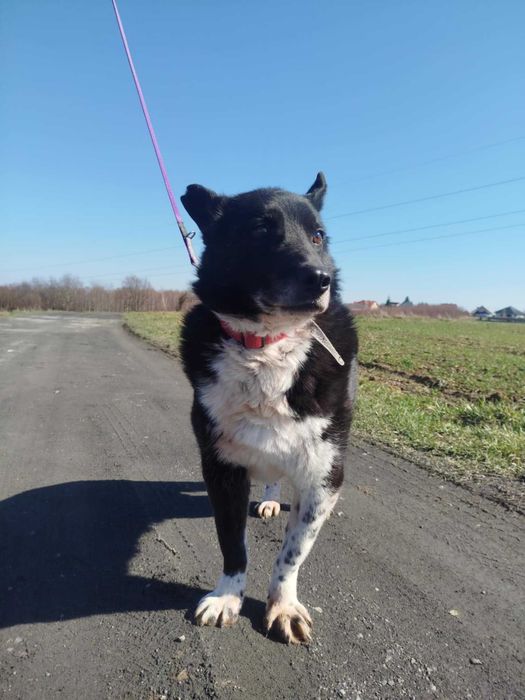 Potik - pies do adopcji