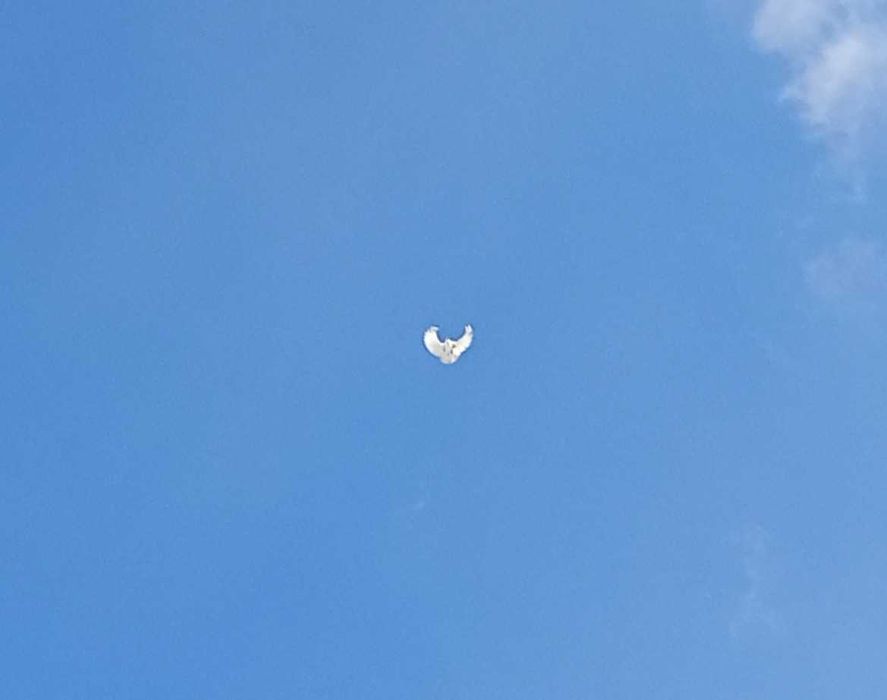 Orliki lubelskie 2025