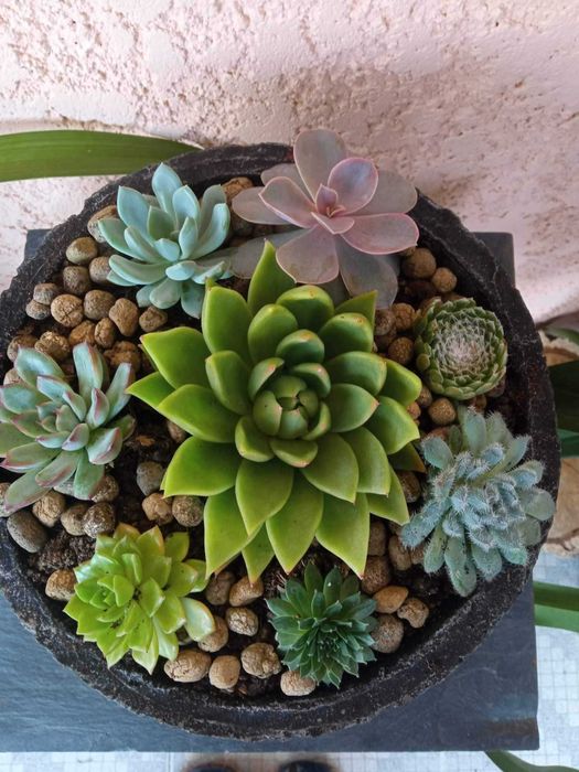 Arranjos de Suculentas