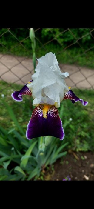 Іриси великорослі