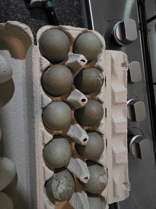 Ovos de pata de raça cayuga