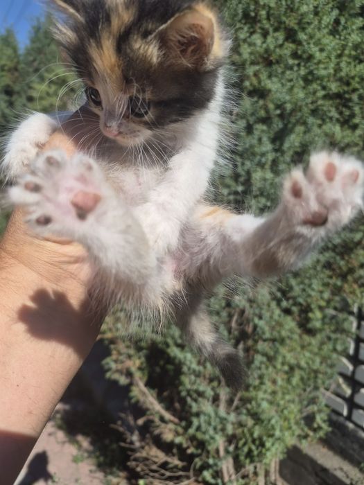 подарю котят срочно
