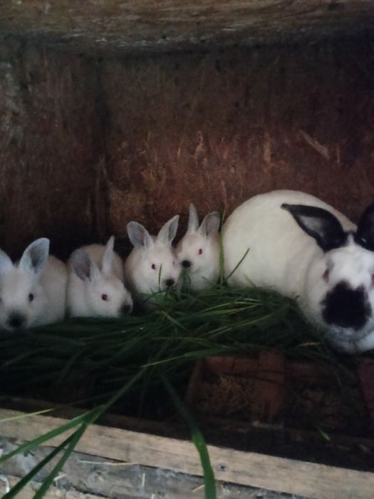 Młode króliki kalifornijskie