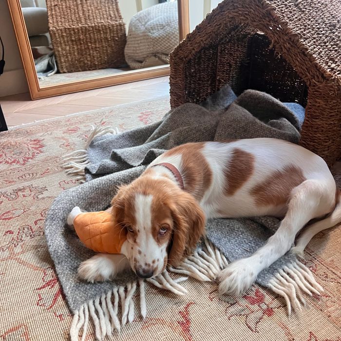 Male Cocker Spaniel Inglês – 3 Meses