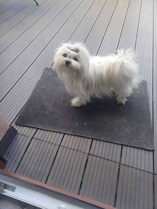 Piesek rasy maltańczyk