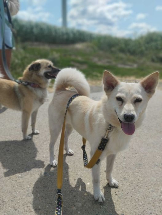 Bianka i Amur - dwa małe psy szukają domu. Adopcja