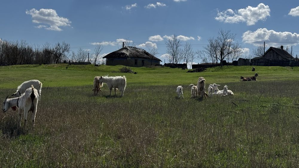 Кози. Нубійські. Зааненські. Альпійські