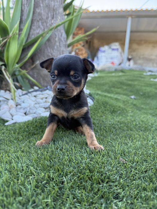 Pinscher maravilhoso