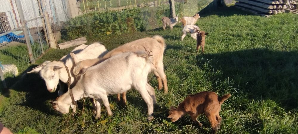 Vendo cabras  sem cornos