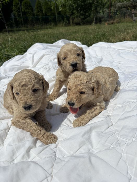Goldendoodle F1/Pudel/Golden