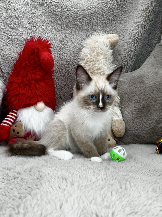 Kot Ragdoll Wyprawka Rodowód Badania Genetyczne
