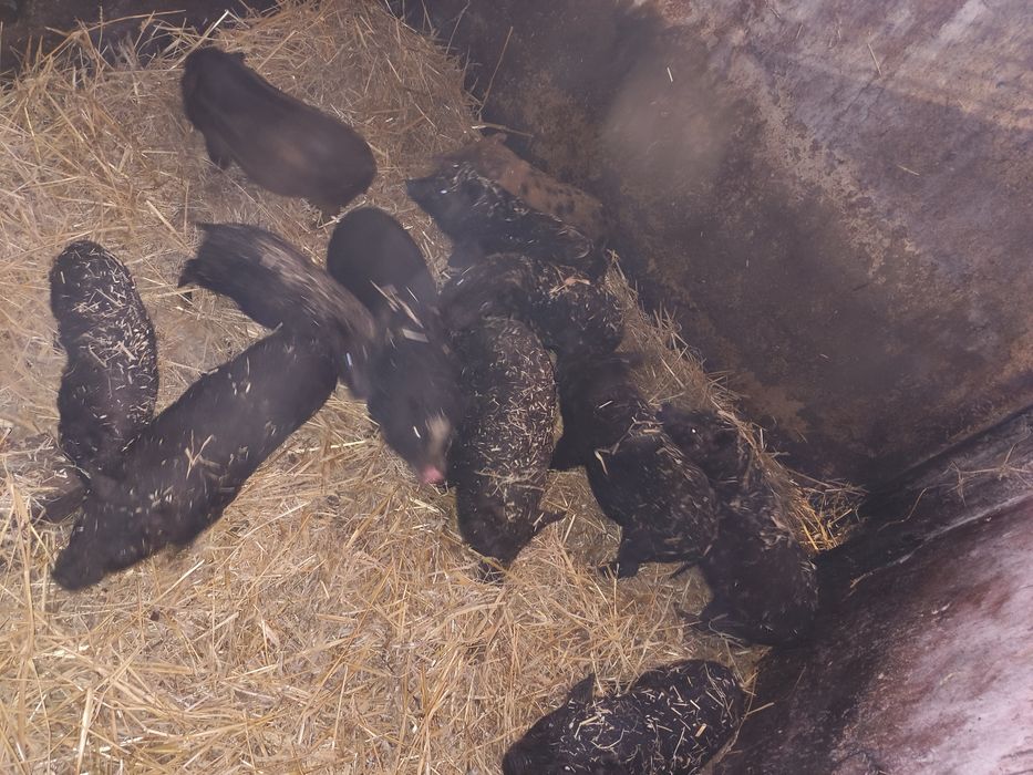 Prosiaki wietnamskie