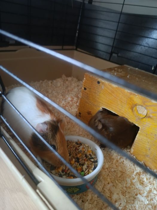 Świnki morskie  domowe