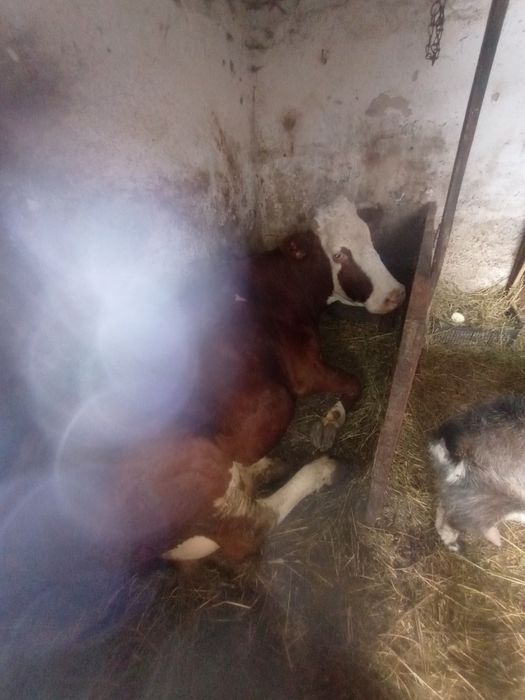 Продам корову, тільна.