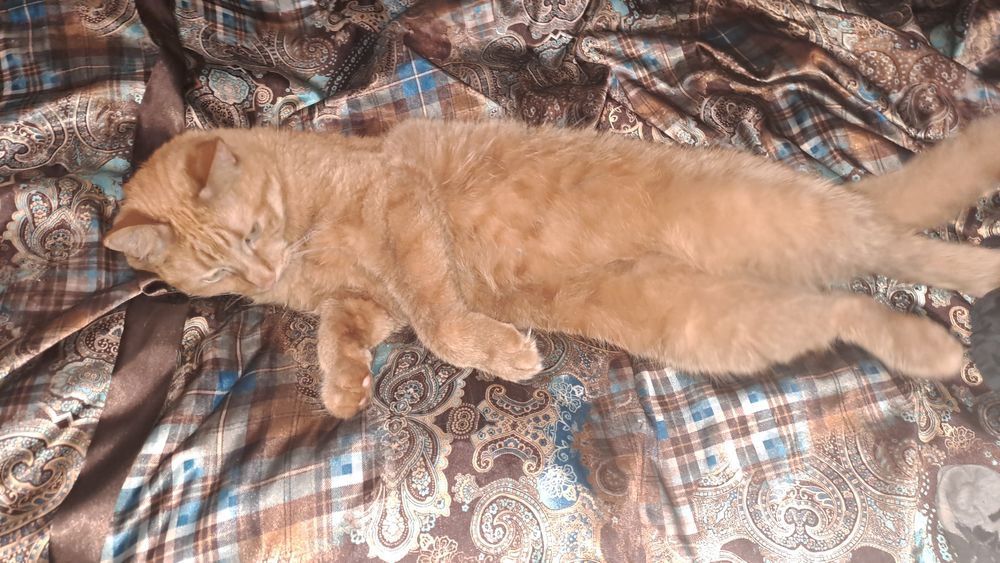 Пропал кот Рыдий,кличка Кисса