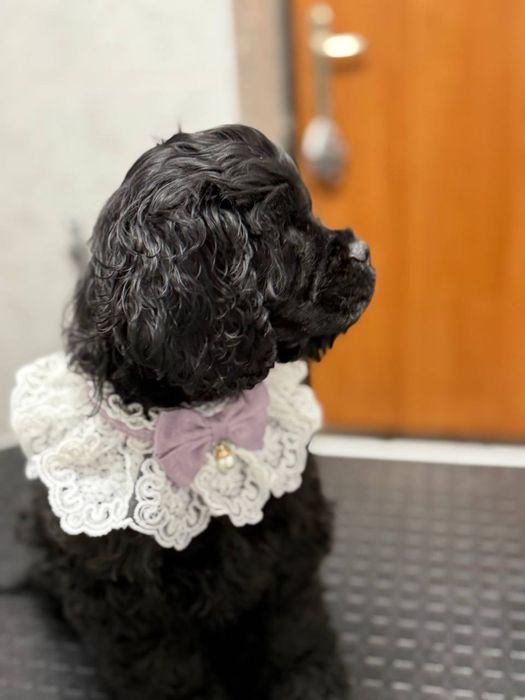 Американский спаниель