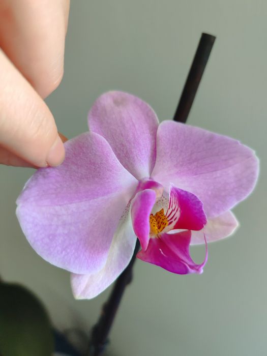 Орхідея з власної колекції