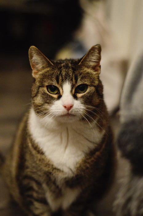 Koteczka Jagoda szuka domku