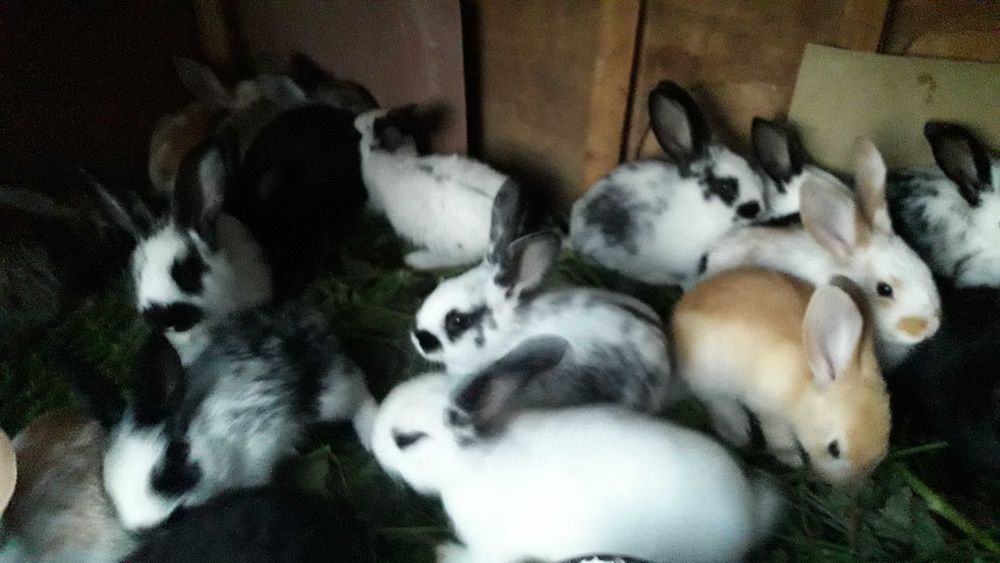 Продам кроликов 1 мес 100гр