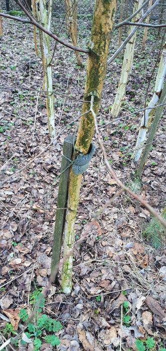 Brzoza 3,5 - 6,5m !!! plantacja