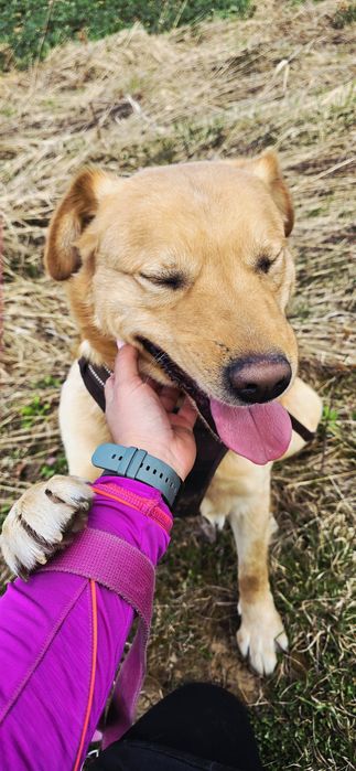 Cudny rudzielec szuka domu