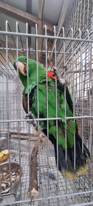 Papagaio ecleto macho
