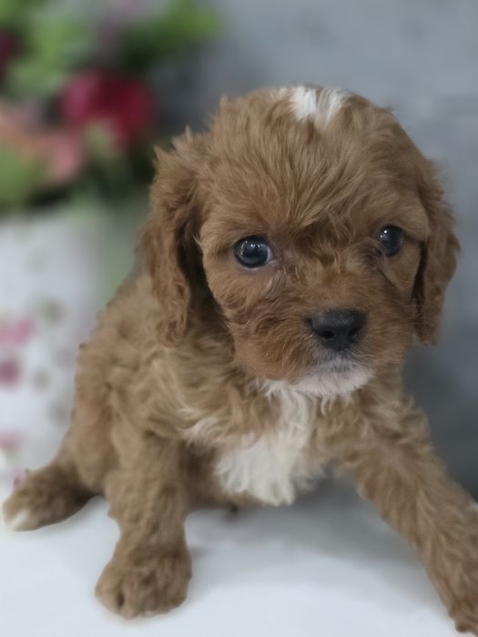 Cavapoo Samiec do odbioru badania genetyczne