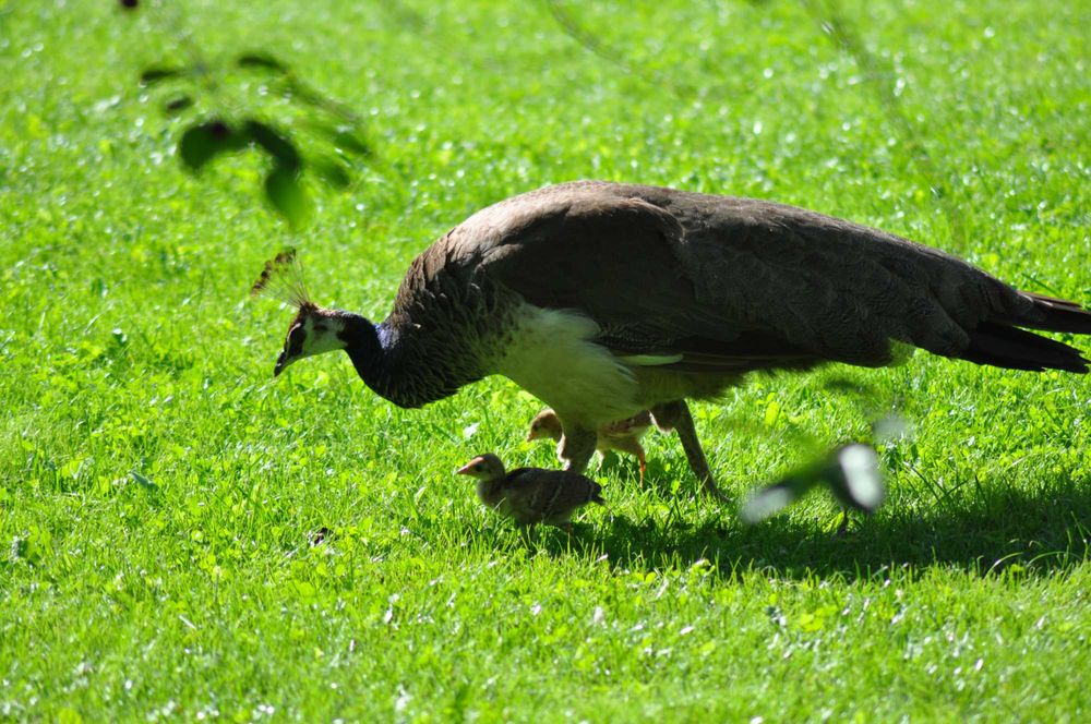 Pawie indyjskie dla Twojego ogrodu . Samce i samice.