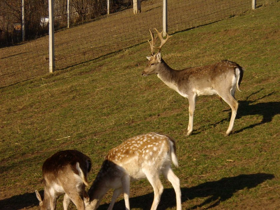 Sprzedam daniele i mięso z danieli.