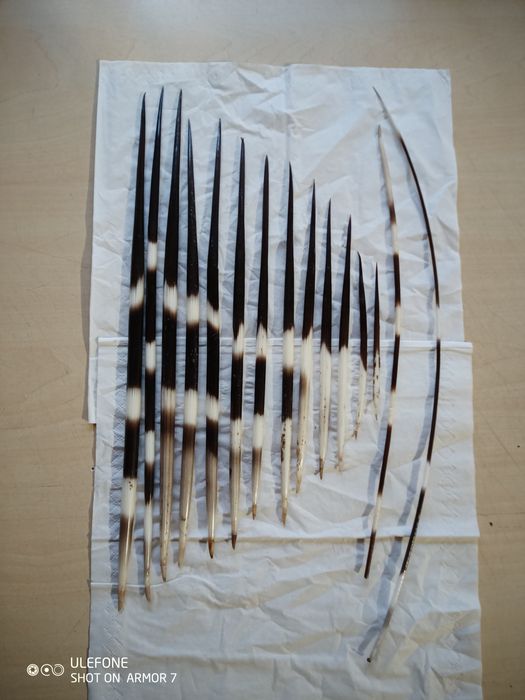 Продам голки дикобраза