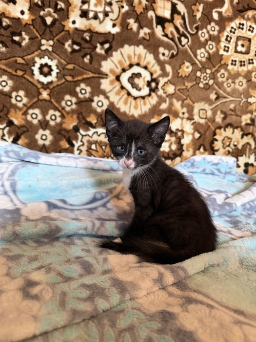 Кошенята шукають люблячу родину