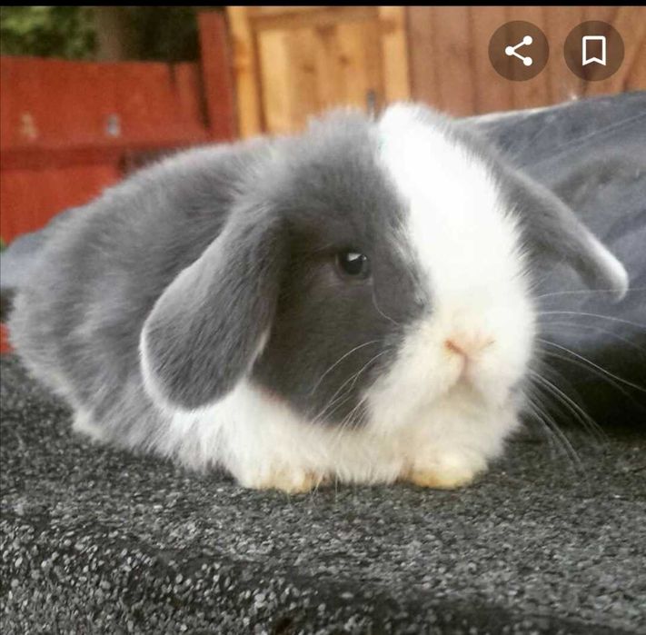 Coelhos anões mini loop + Gaiola Nova +alimentação adequada