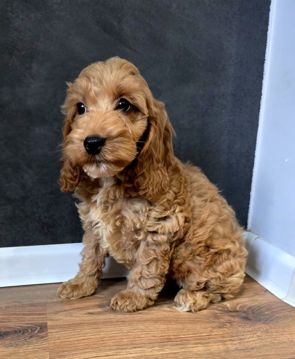 Piesek cockapoo!