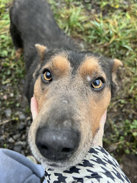 Песик Дік шукає сімʼю