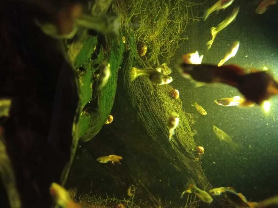 Guppyes 5 peixes