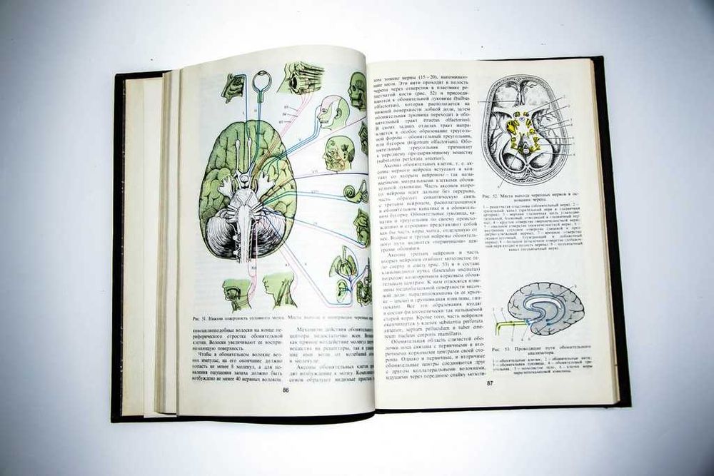 Топическая диагностика заболеваний нервной системы. А. Скоромец 1989