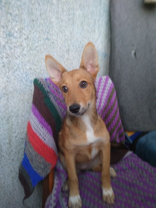 Щенок в добрые руки!