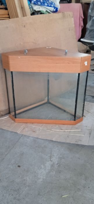 Акварицм угловой