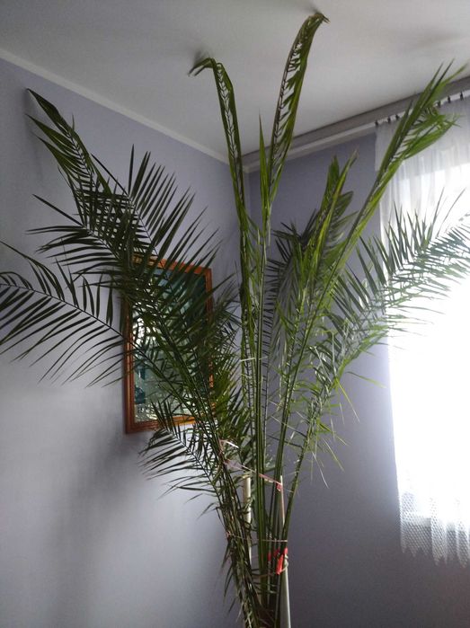 Palma królewsk piękne duża roślina