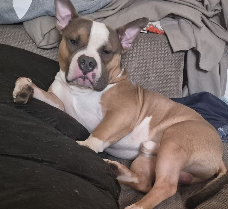 American Bully Pocket